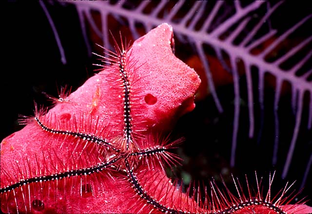 BRITTLE STAR : Phylum Echinodermata