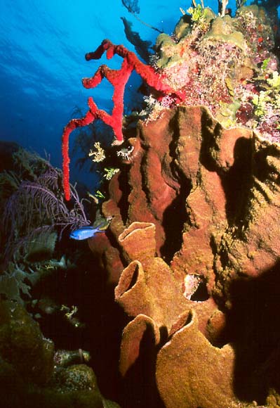 BROWN TUBE SPONGE : Agelas sp