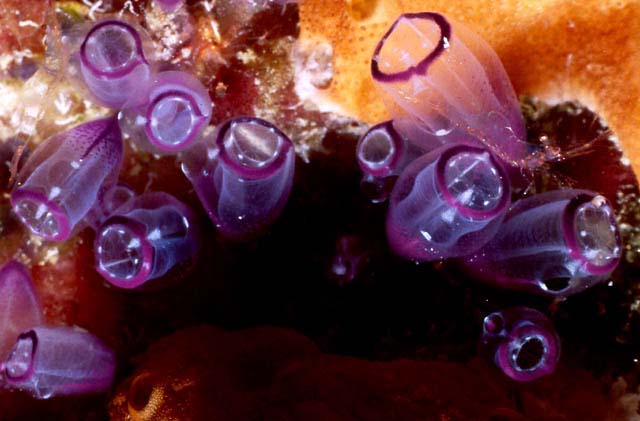 PAINTED TUNICATE : Clavelina picta