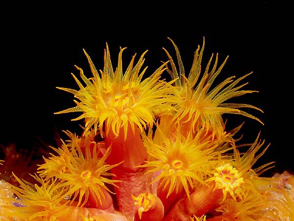 bonaire-flower-coral.jpg