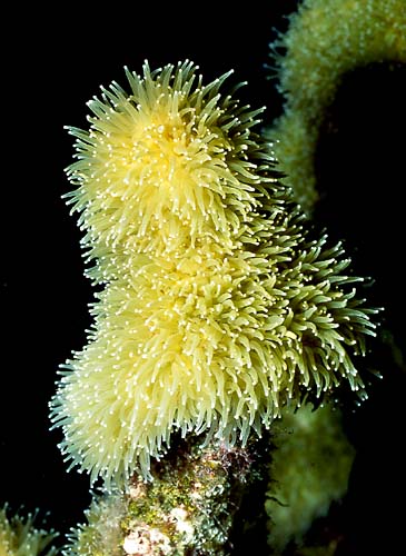 PILLAR CORAL : Dendrogyra cylindricus