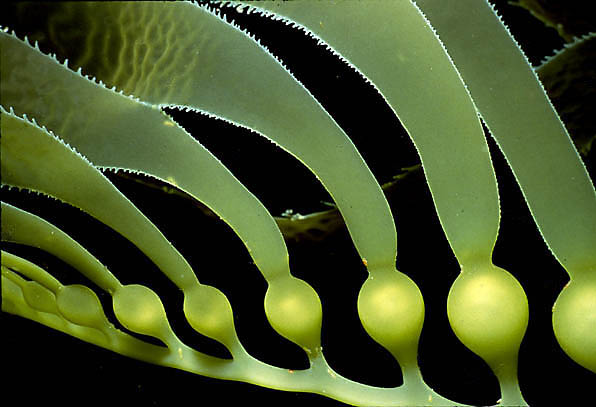 Giant Perennial  Kelp : Macracystis  