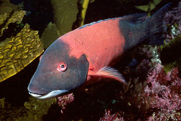 California Sheephead : Semicossypbus pulcber 