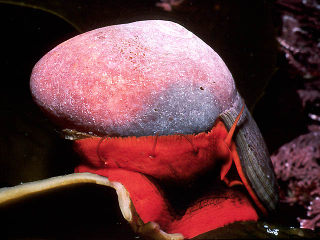 Catalina : Red Crab
