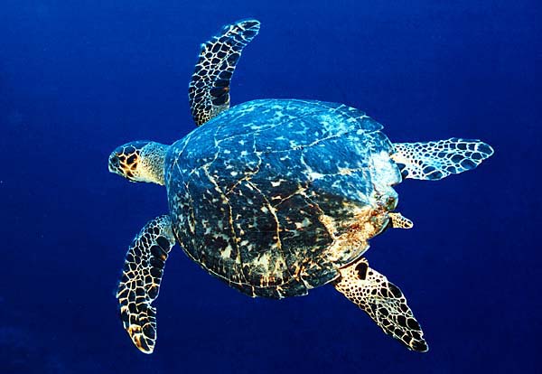 Cayman : Hawksbill Turtle