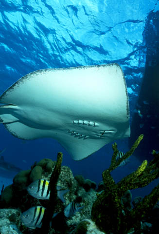 Cayman : Sting Ray