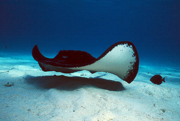 Cayman : Stingray