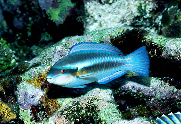 Cozumel : Queen Parrotfish