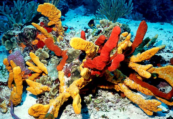 COZUMEL : Sponges