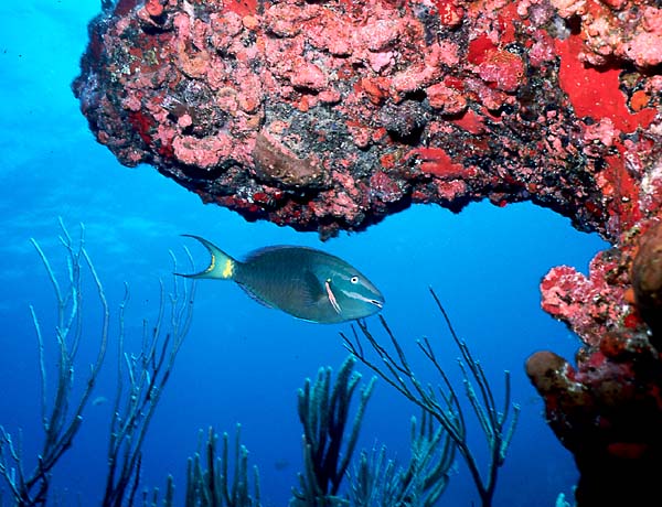 Queen Parrotfish