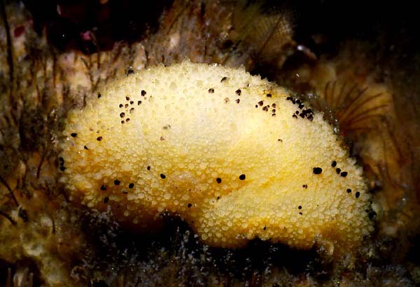 Monterey sea-lemon Anisodoris montereyensis